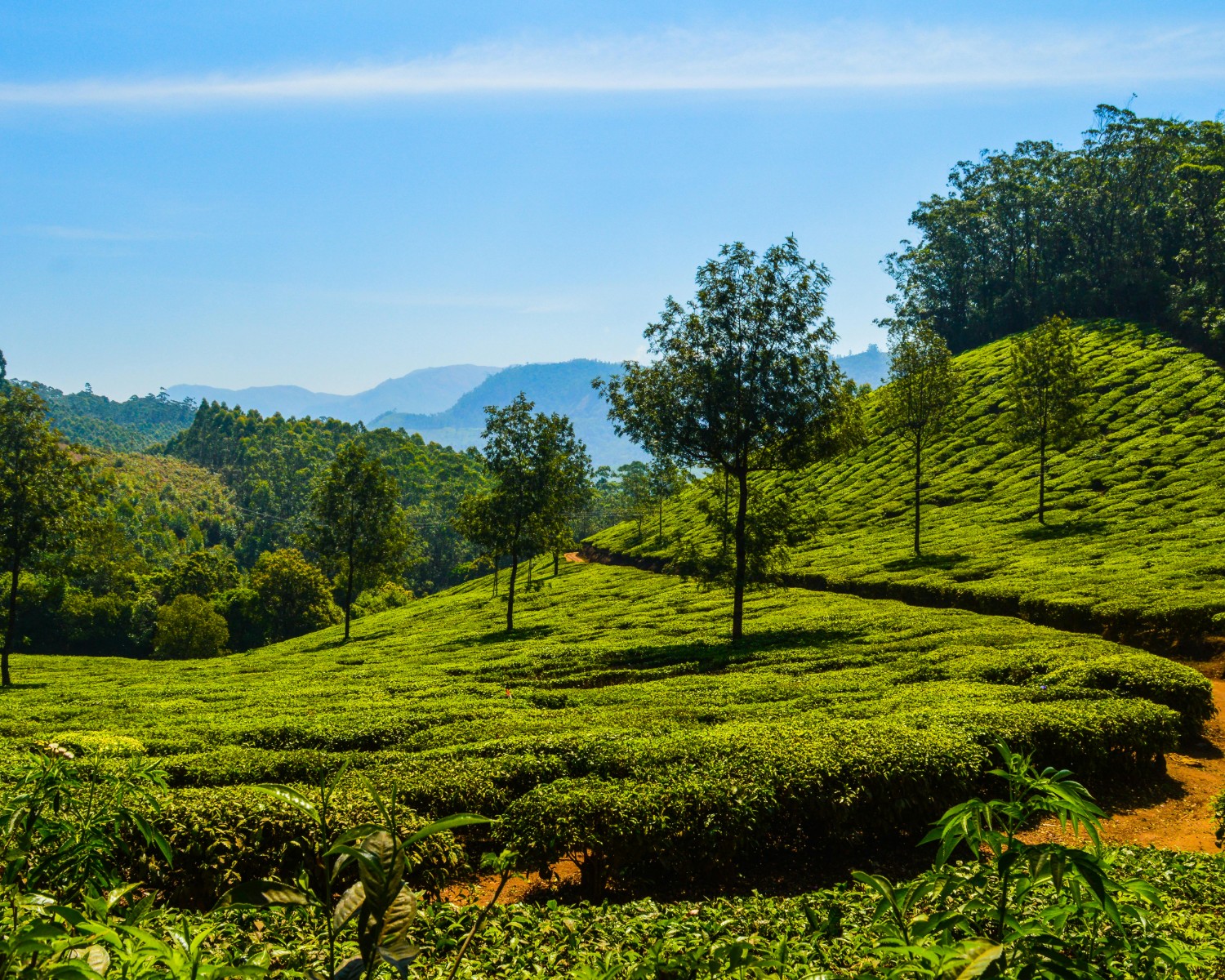 Ooty Botanical Gardens seasonal flower exhibitions and rare plant collections