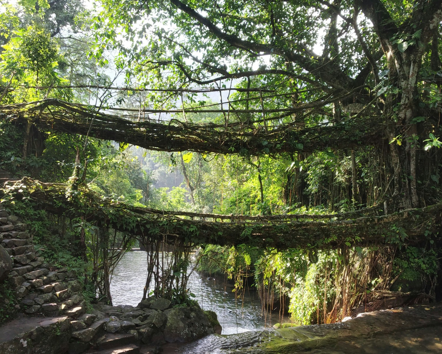 Riwai Living Root Bridge and forest surroundings