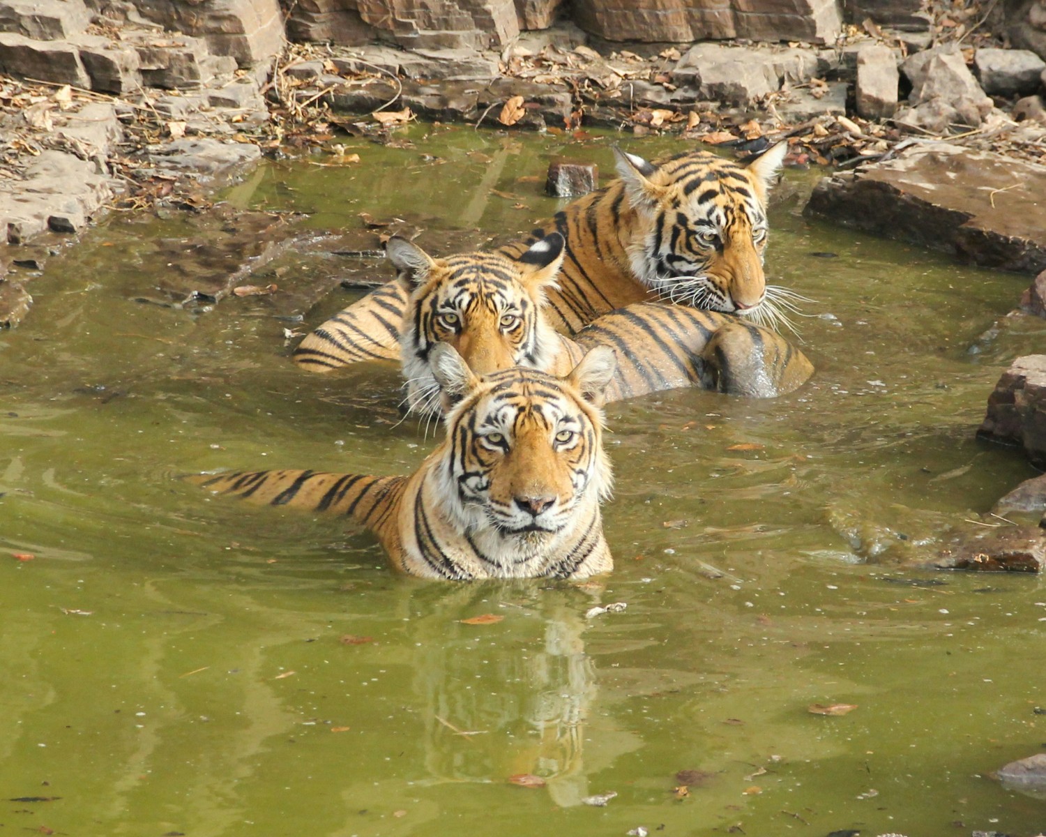 Ranthambore tiger safari through natural habitat
