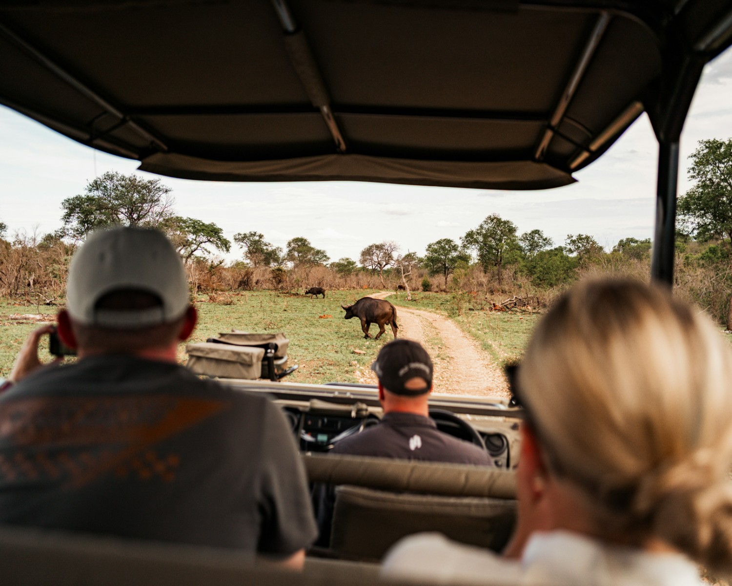 African elephants and wildlife in Kruger National Park
