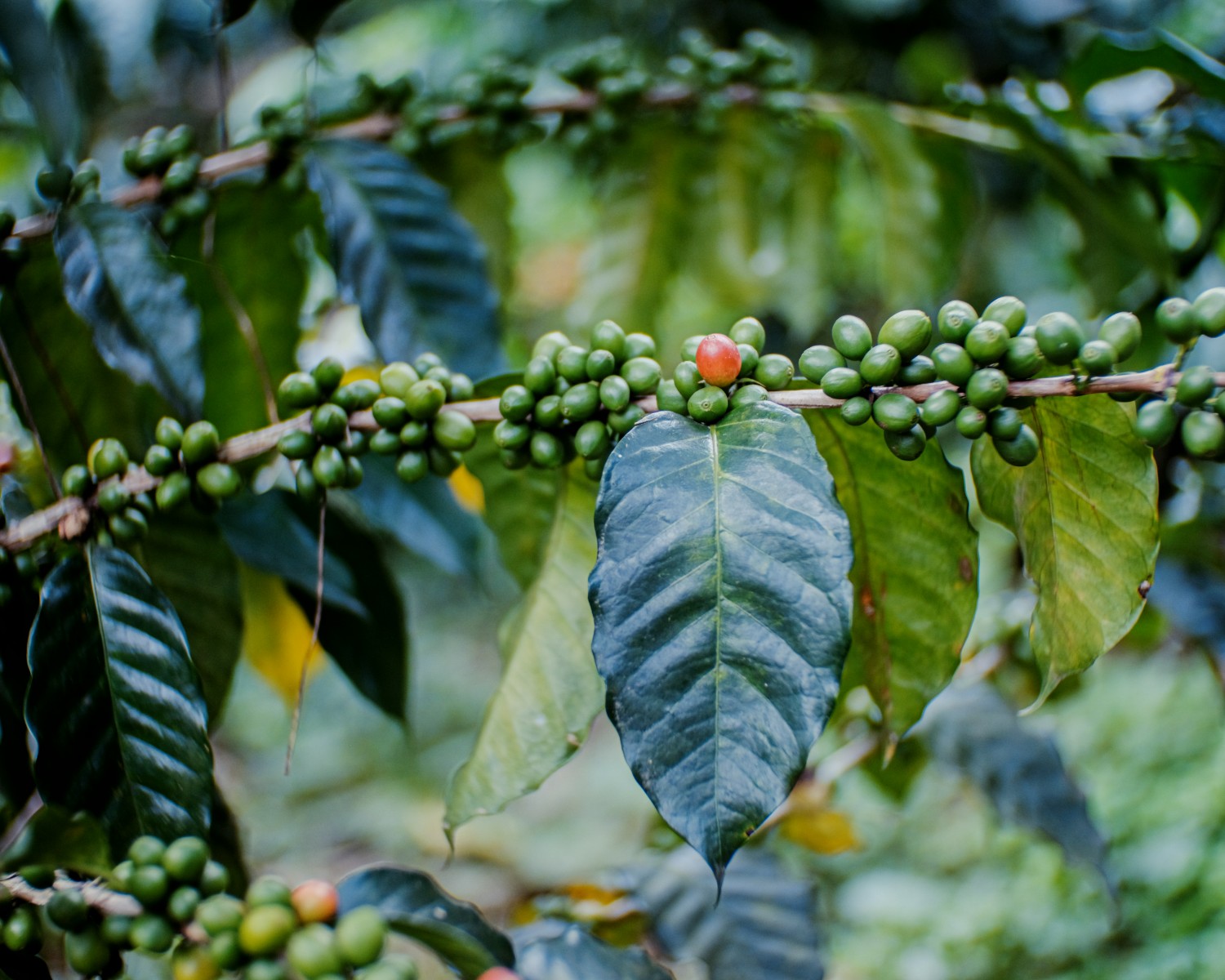 Coorg coffee plantations cascading down misty hills