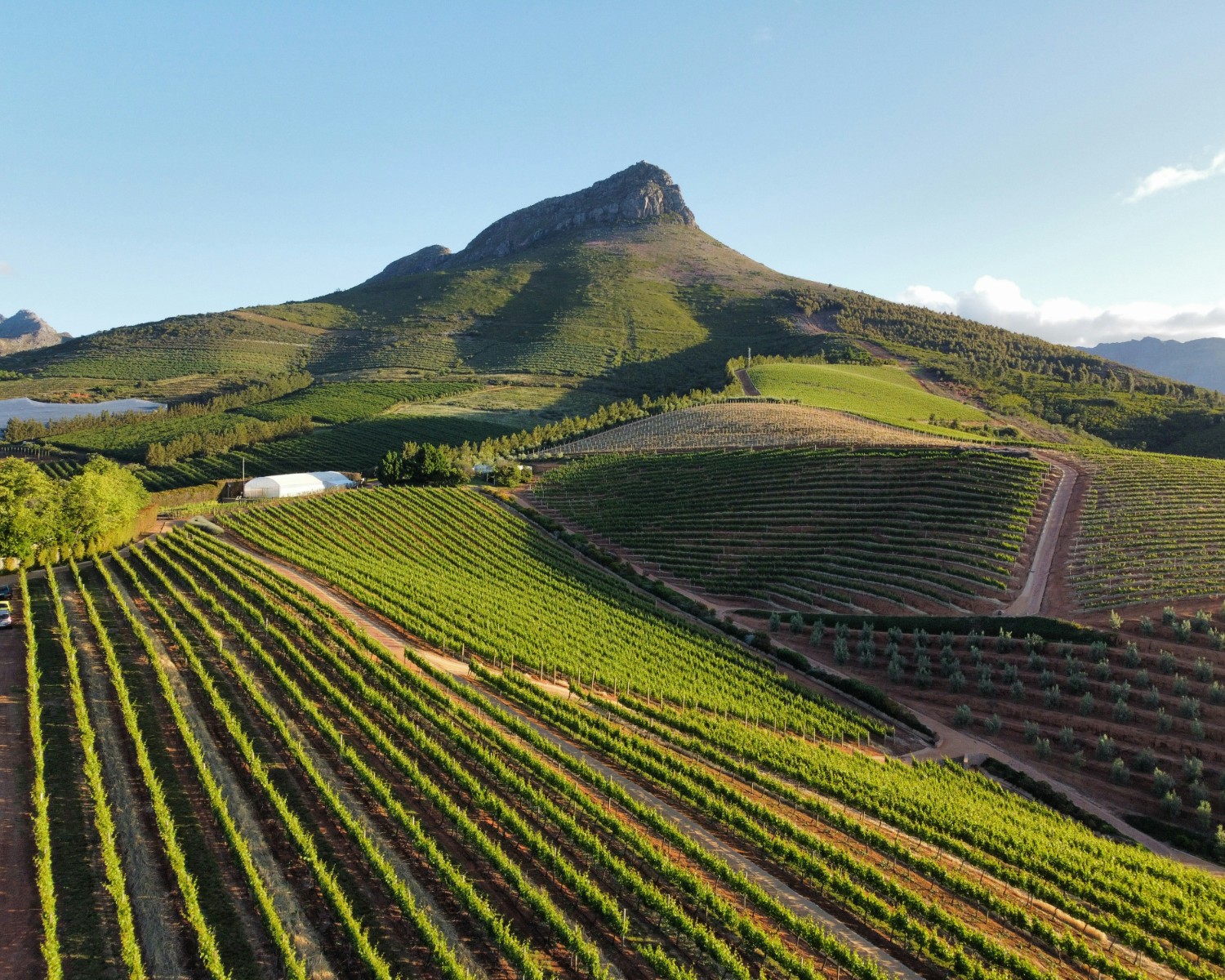 Rolling vineyard estates in Stellenbosch wine region