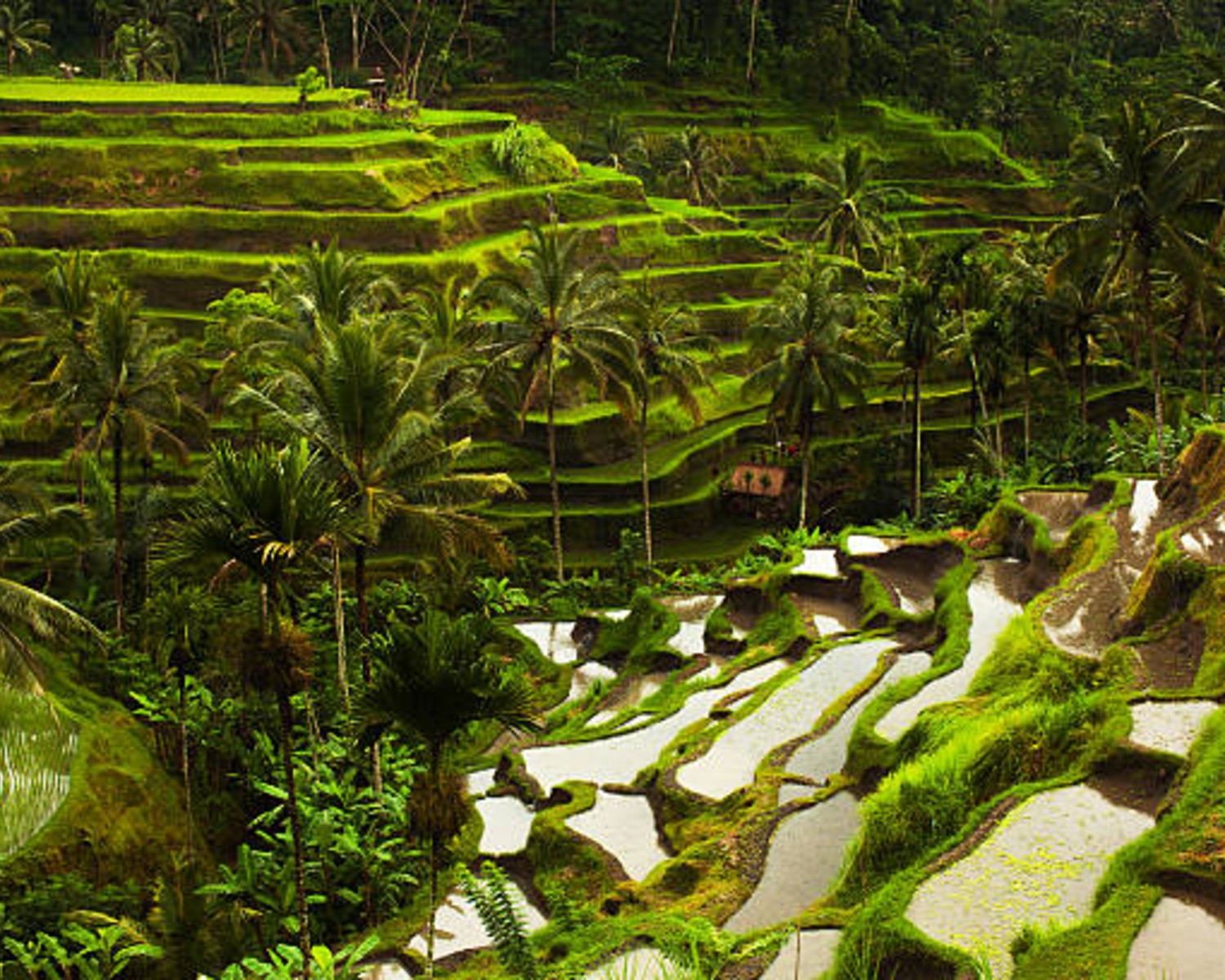 Jatiluwih UNESCO Rice Terraces with Mount Batukaru backdrop