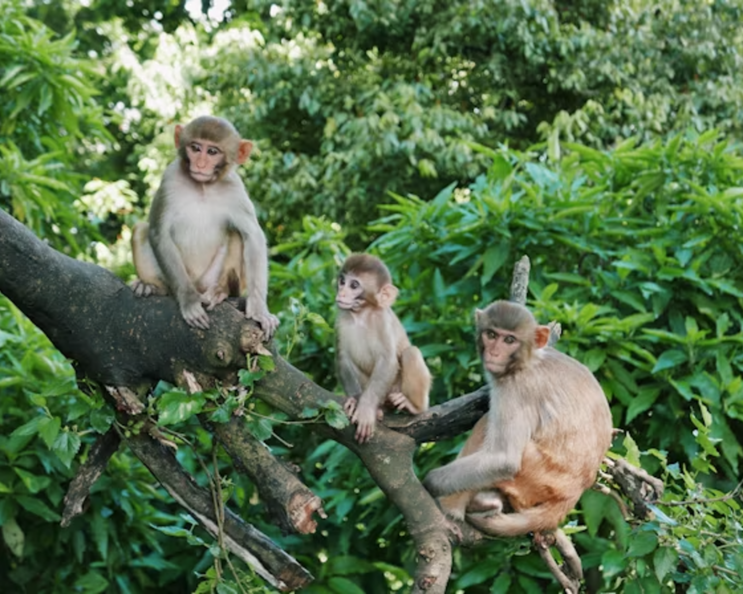 Sacred Monkey Forest Sanctuary in Ubud