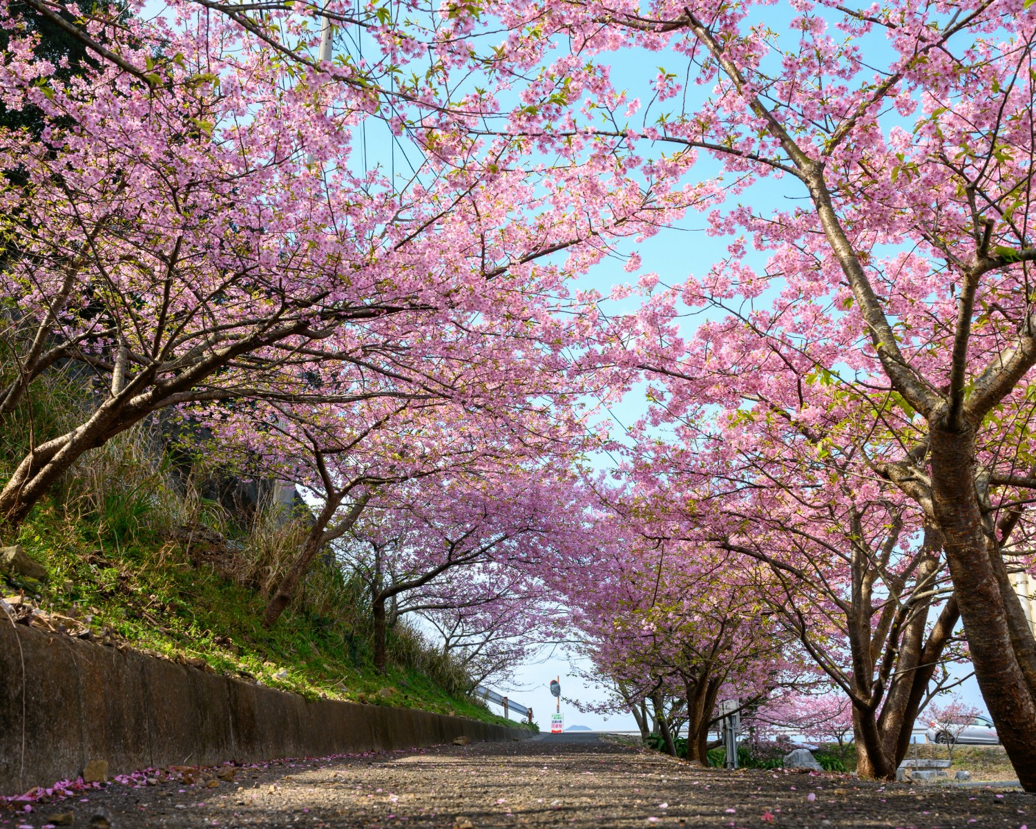 Ueno Park Tokyo with thousands cherry blossom trees