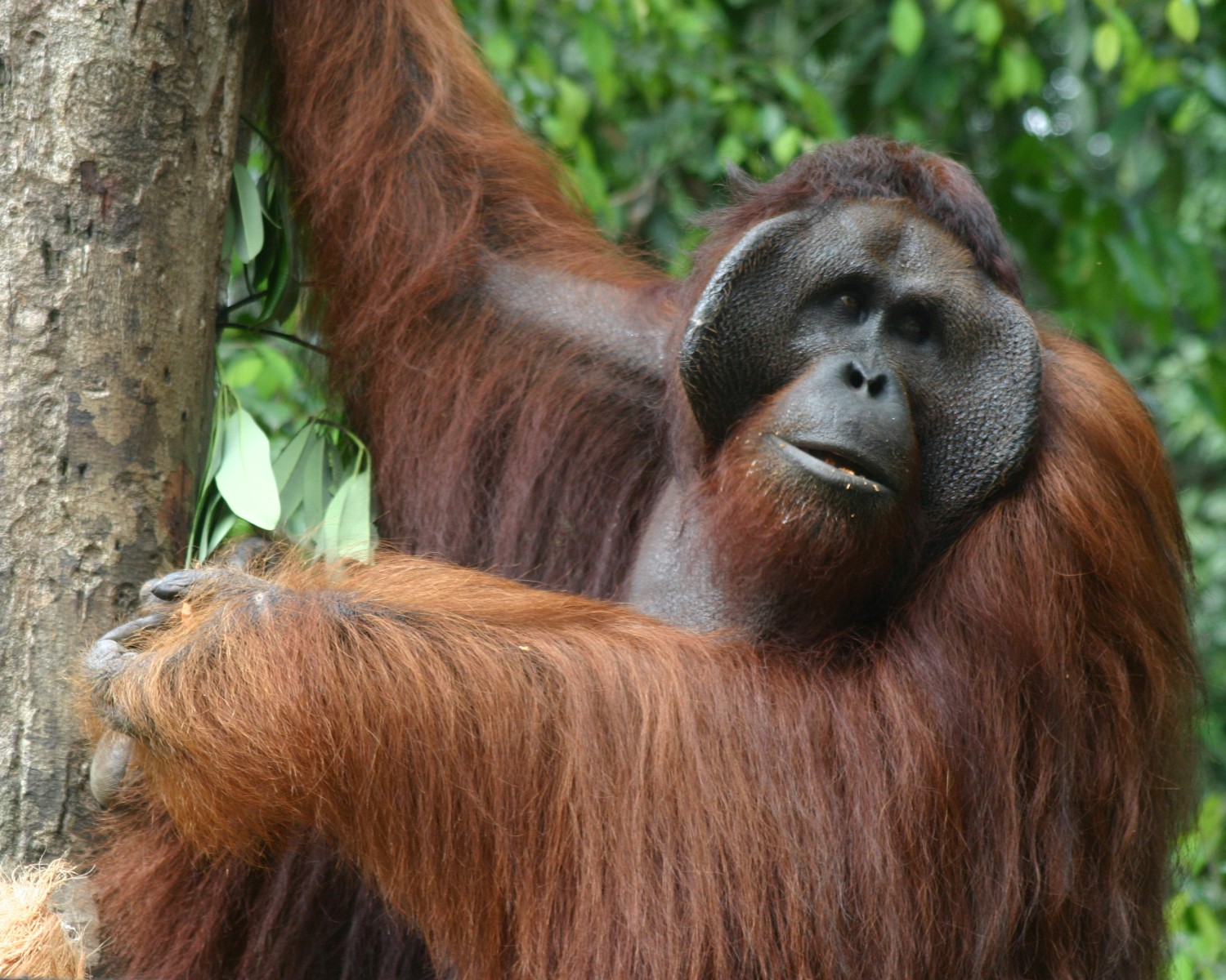 Proboscis monkey with distinctive large nose in Borneo mangroves