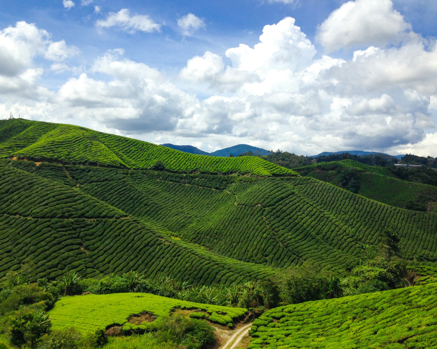Strawberry farm with pick-your-own experience Cameron Highlands