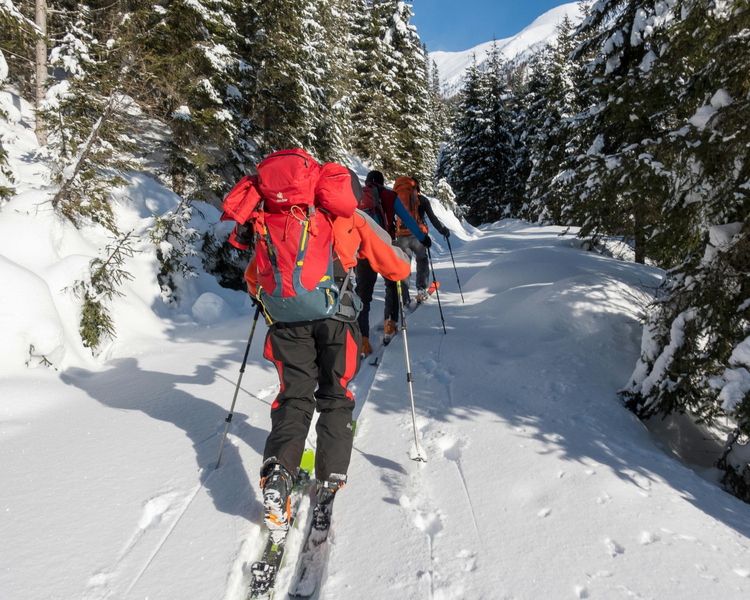 Cross-country skiing through Arctic forest trails