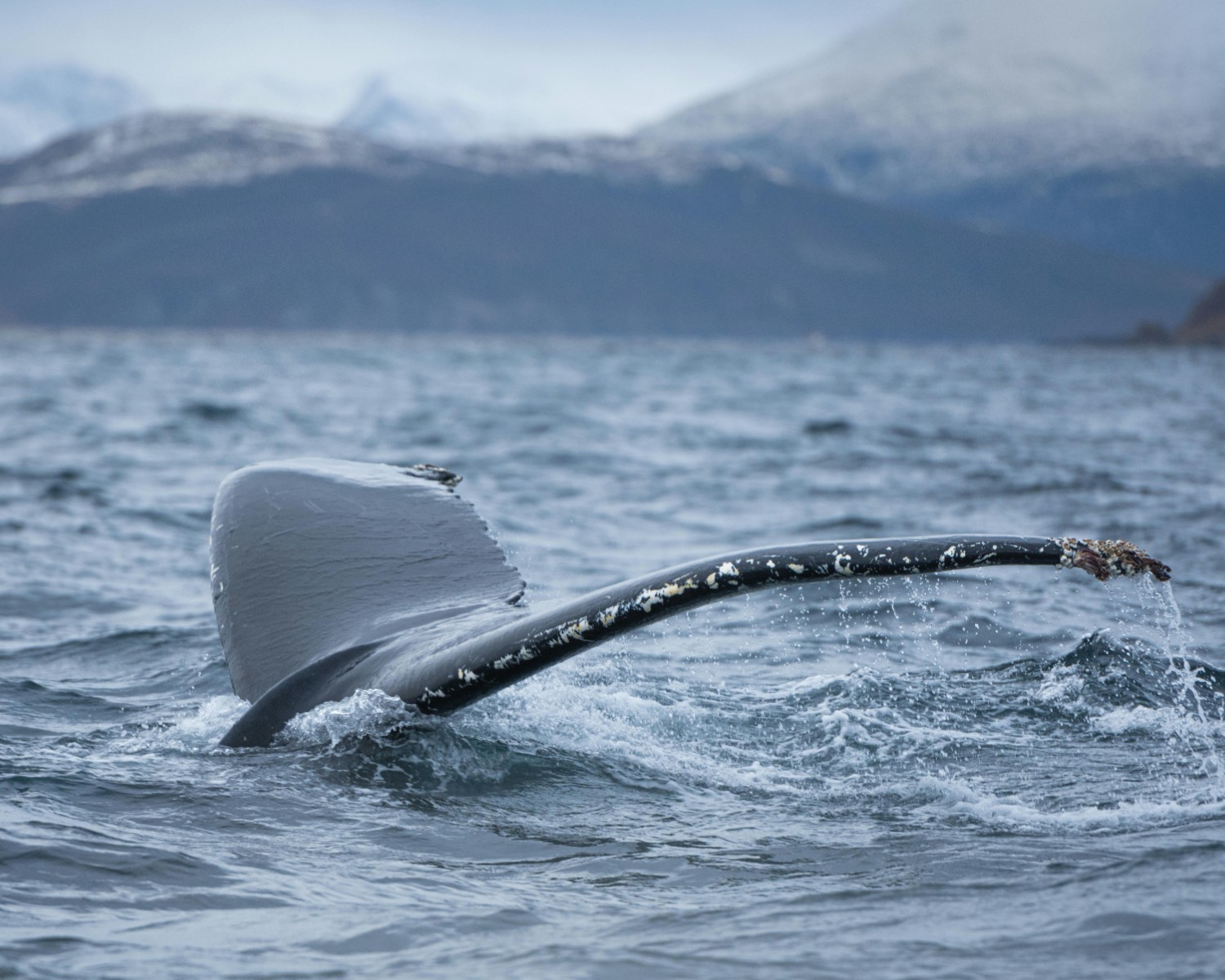 Humpback whale breaching dramatically from Arctic fjord waters