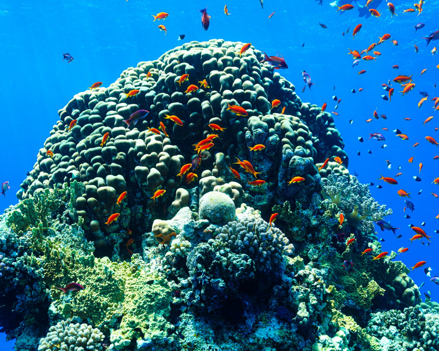 Snorkeling among vibrant coral reefs and tropical fish