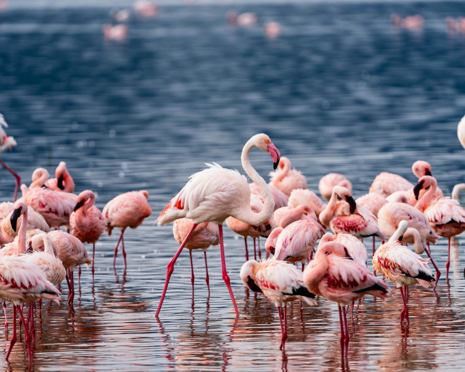 Lake Nakuru with flamingo flocks creating pink reflections